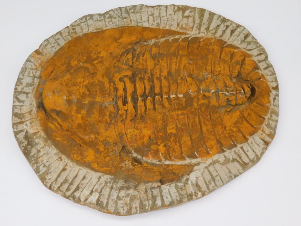 GIANT TRILOBITE FOSSIL ROCK STONE LAPIDARY SPECIMEN: GIANT TRILOBITE FOSSIL ROCK STONE LAPIDARY SPECIMEN