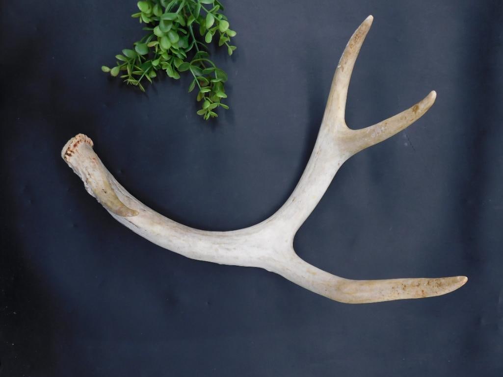 Natural Deer Antler Shed With Three Points: Natural Deer Antler Shed With Three Points