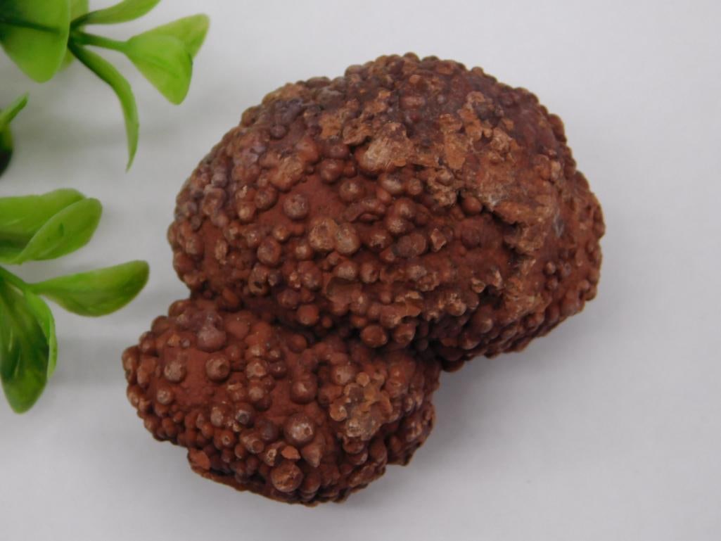 COPROLITE ROCK STONE LAPIDARY SPECIMEN: COPROLITE ROCK STONE LAPIDARY SPECIMEN
