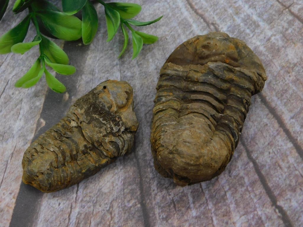 TRILOBITE FOSSILS ROCK STONE LAPIDARY SPECIMEN (1 of 2)