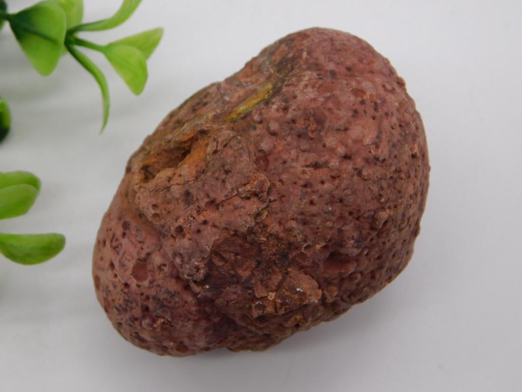 COPROLITE ROCK STONE LAPIDARY SPECIMEN: COPROLITE ROCK STONE LAPIDARY SPECIMEN