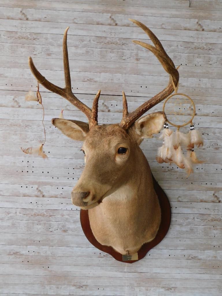 1987 DEER TAXIDERMY SHOULDER MOUNT (1 of 4)