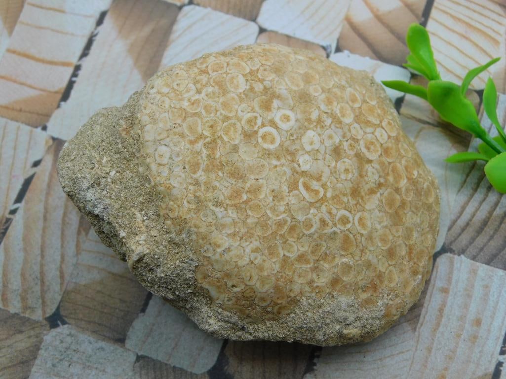 CORAL FOSSIL ROCK STONE LAPIDARY SPECIMEN (1 of 2)