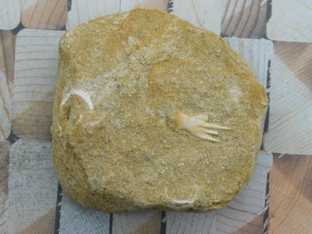 DINOSAUR BONE IN MATRIX ROCK STONE LAPIDARY SPECIMEN (1 of 3)