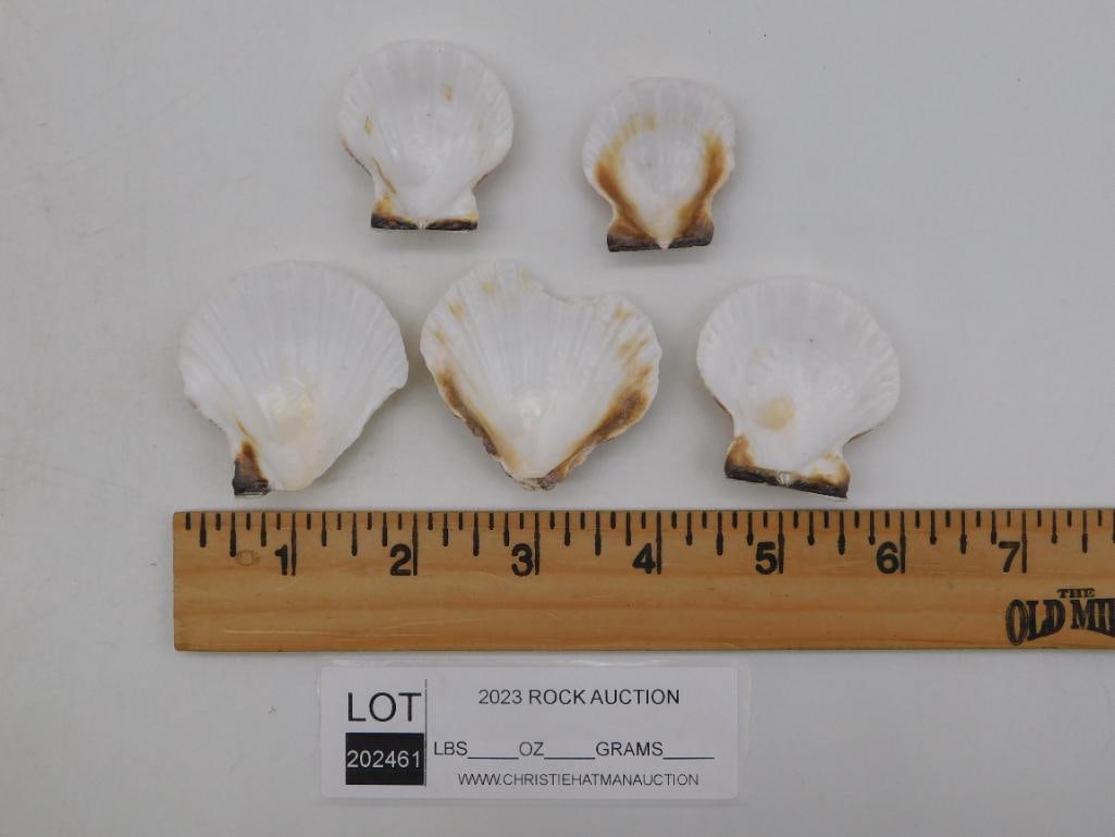 SCALLOP SHELLS - 2