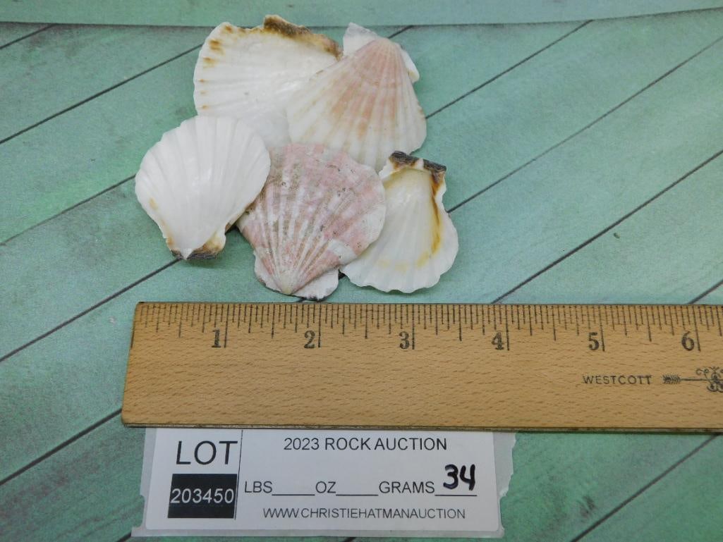 SCALLOP SHELLS - 2