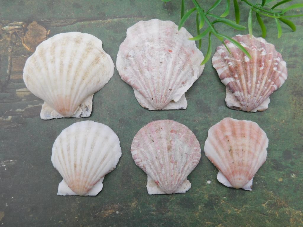 SCALLOP SHELLS (1 of 2)