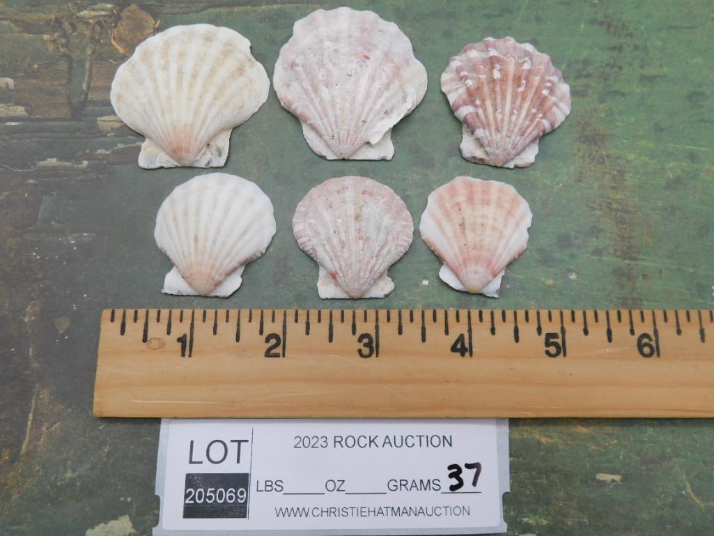 SCALLOP SHELLS - 2