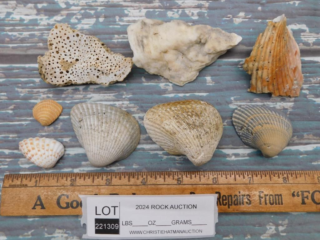 SHELLS - 2