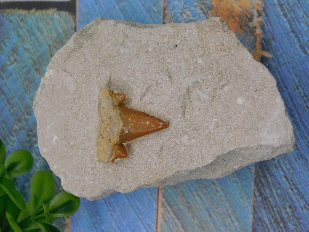 SHARK TOOTH IN MATRIX ROCK STONE LAPIDARY SPECIMEN (1 of 2)