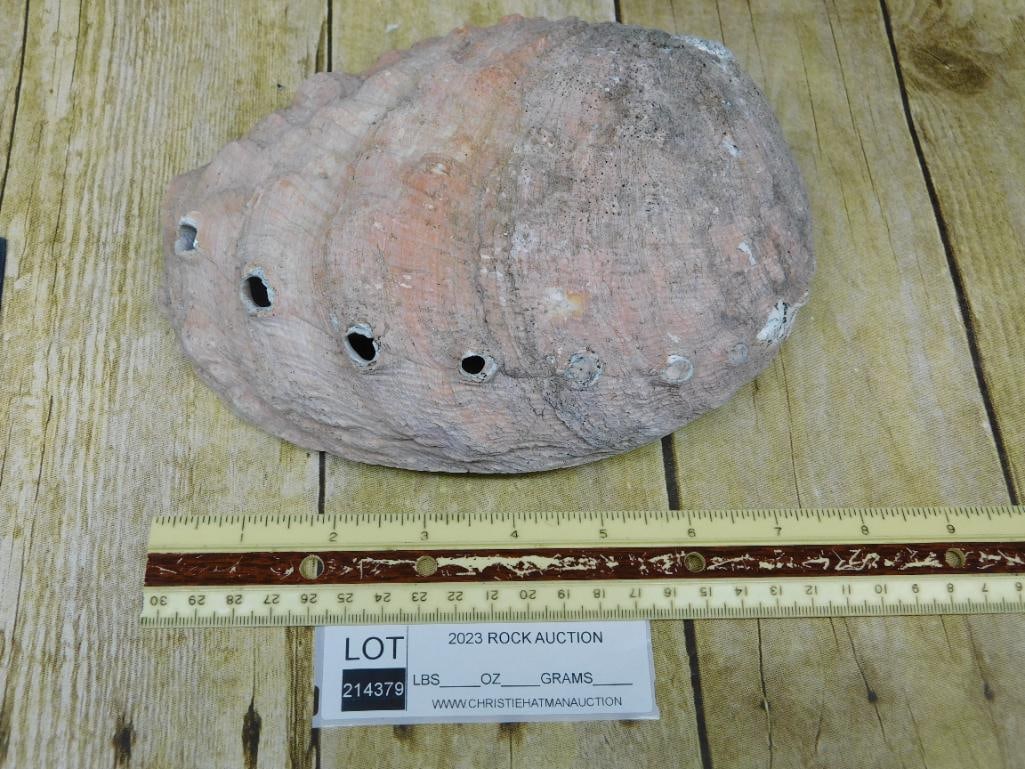 ABALONE SHELL - 2