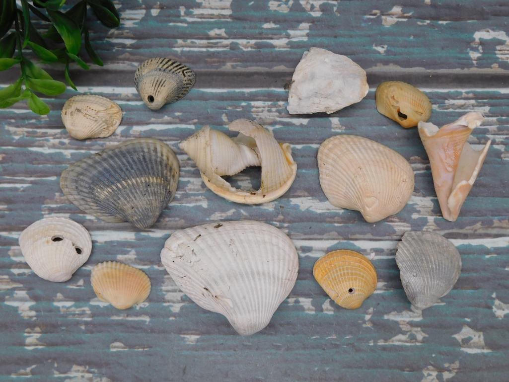 SEA SHELLS (1 of 2)