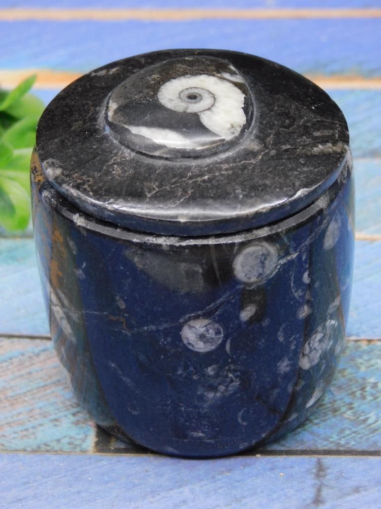 ORTHOCERAS TRINKET BOX ROCK STONE LAPIDARY SPECIMEN (1 of 2)