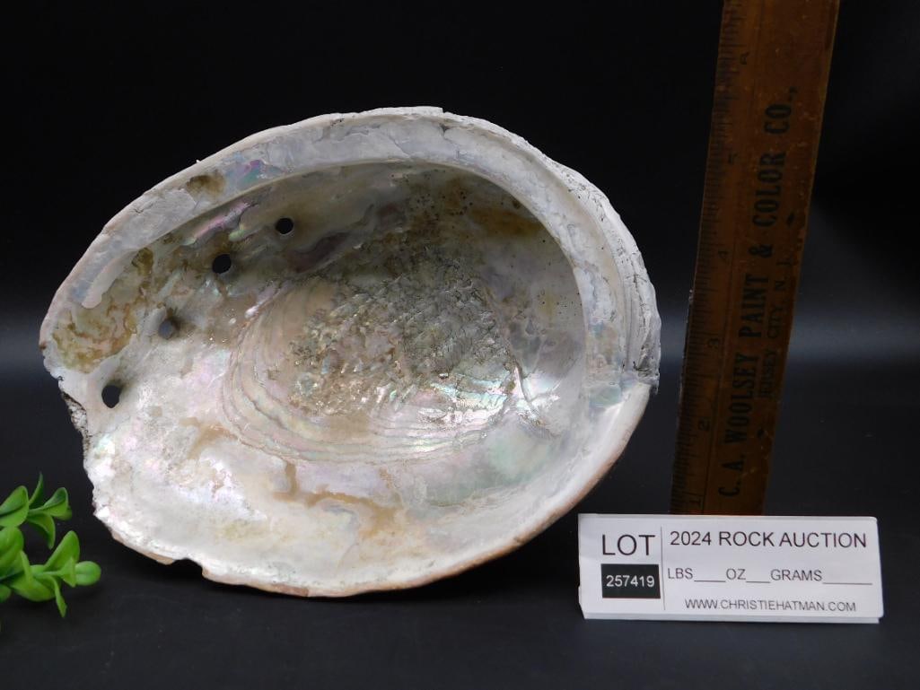 ABALONE SHELL - 2