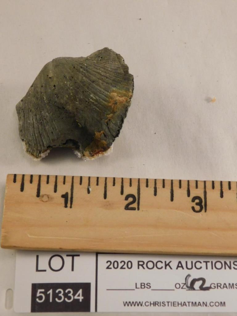 BRACHIPODE: BRACHIPODE