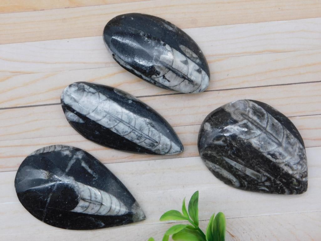 ORTHOCERAS ROCK STONE LAPIDARY SPECIMEN: ORTHOCERAS ROCK STONE LAPIDARY SPECIMEN