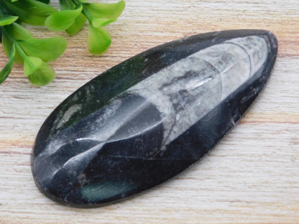 ORTHOCERAS ROCK STONE LAPIDARY SPECIMEN (1 of 2)