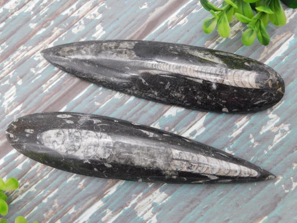 ORTHOCERAS ROCK STONE LAPIDARY SPECIMEN: ORTHOCERAS ROCK STONE LAPIDARY SPECIMEN