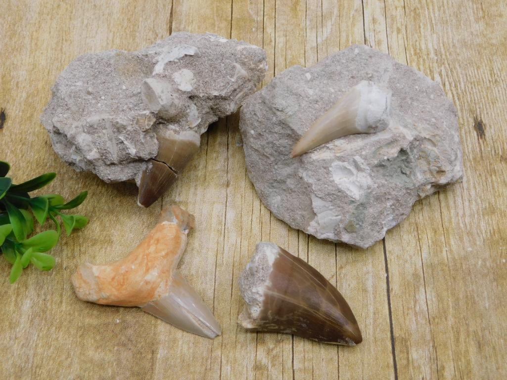 MIXED TEETH LOT ROCK STONE LAPIDARY SPECIMEN: MIXED TEETH LOT ROCK STONE LAPIDARY SPECIMEN