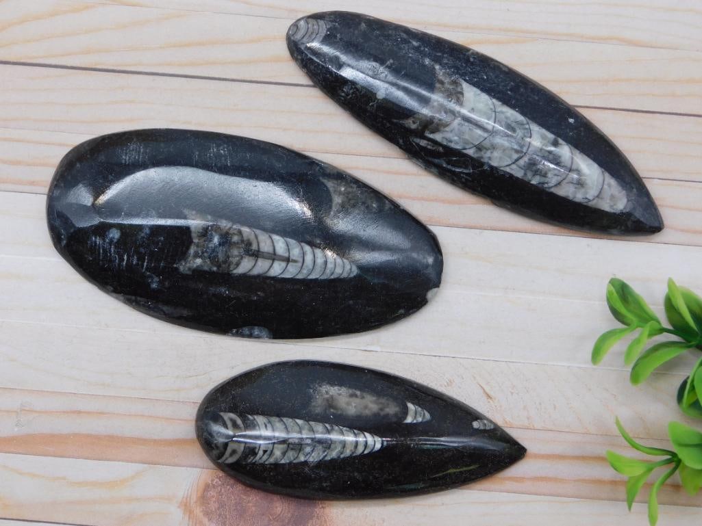 ORTHOCERAS ROCK STONE LAPIDARY SPECIMEN: ORTHOCERAS ROCK STONE LAPIDARY SPECIMEN