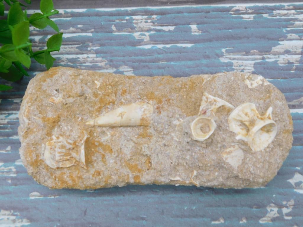 ENCHODUS FOSSIL ROCK STONE LAPIDARY SPECIMEN: ENCHODUS FOSSIL ROCK STONE LAPIDARY SPECIMEN