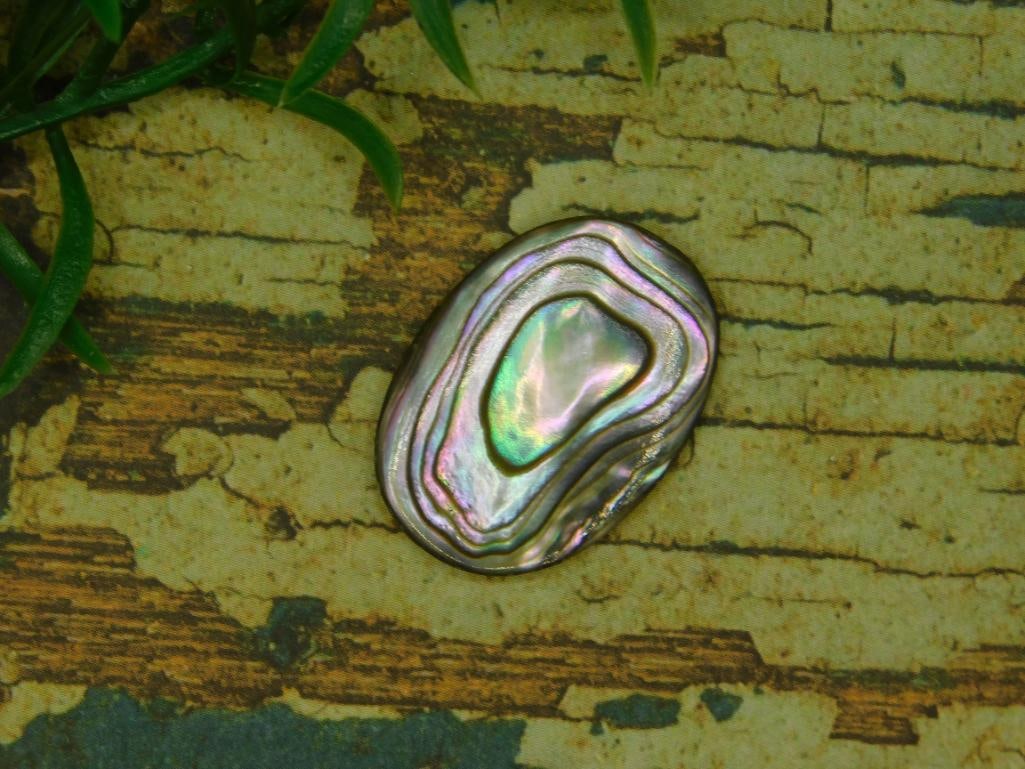 ABALONE CABOCHON ROCK STONE LAPIDARY SPECIMEN: ABALONE CABOCHON ROCK STONE LAPIDARY SPECIMEN