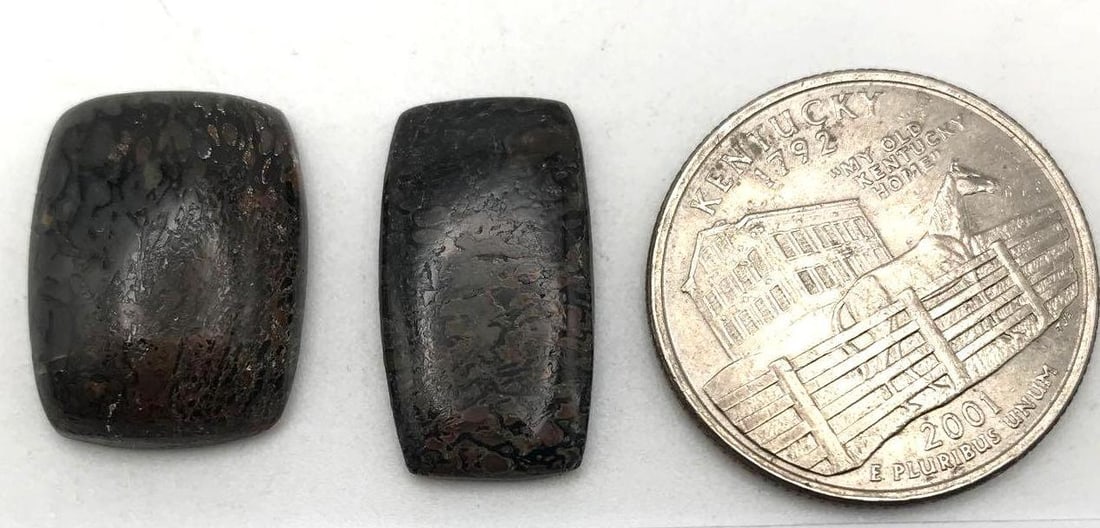 DINOSAUR BONE CAB - 2