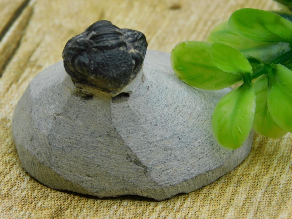 TRILOBITE FOSSIL ROCK STONE LAPIDARY SPECIMEN (1 of 2)