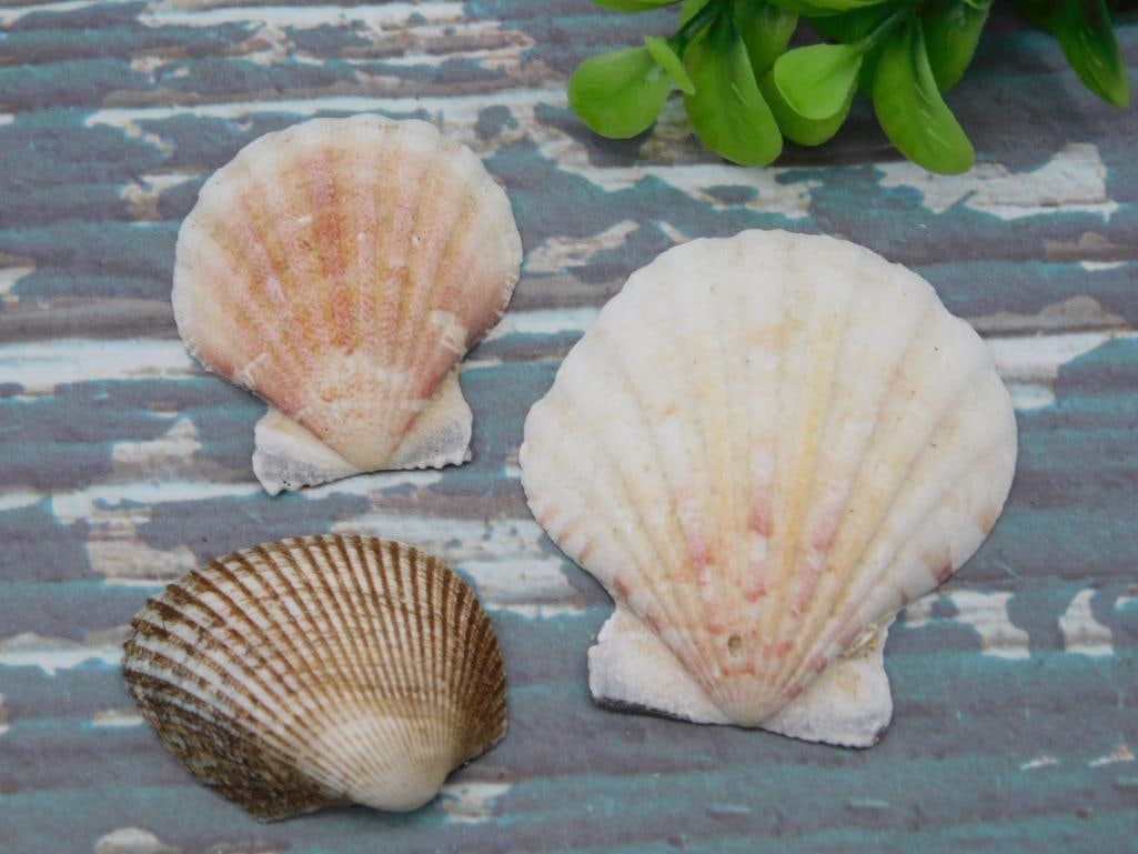 SEA SHELL ROCK STONE LAPIDARY SPECIMEN (1 of 2)