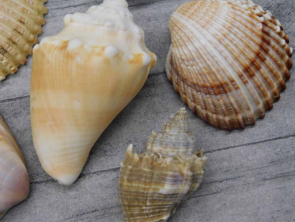 SEA SHELLS - 2