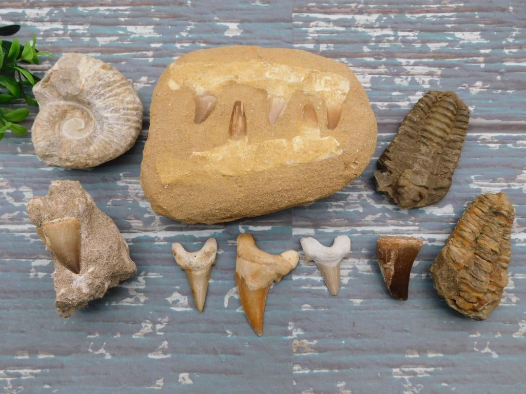 MIXED FOSSIL LOT ROCK STONE LAPIDARY SPECIMEN: MIXED FOSSIL LOT ROCK STONE LAPIDARY SPECIMEN