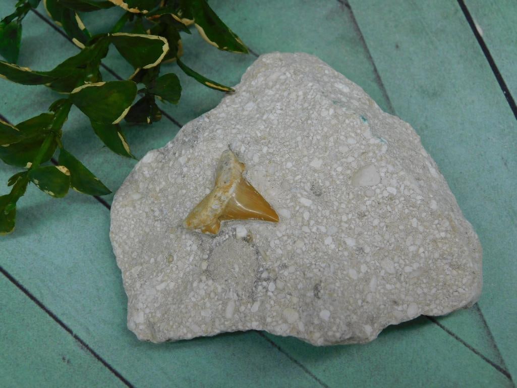SHARK TOOTH IN MATRIX ROCK STONE LAPIDARY SPECIMEN (1 of 2)