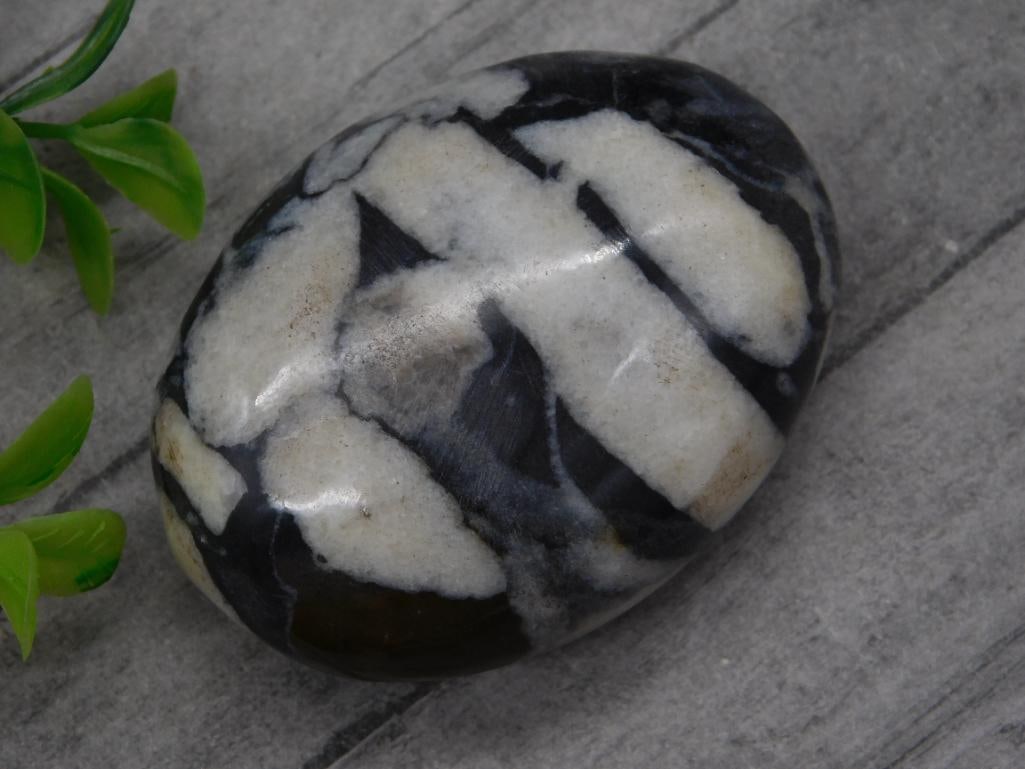 ZEBRA JASPER PALM STONE ROCK STONE LAPIDARY SPECIMEN (1 of 3)