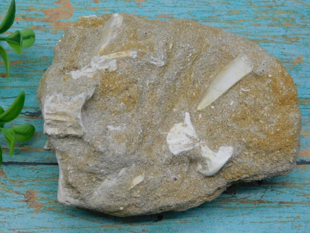 FOSSILS IN MATRIX ROCK STONE LAPIDARY SPECIMEN (1 of 2)
