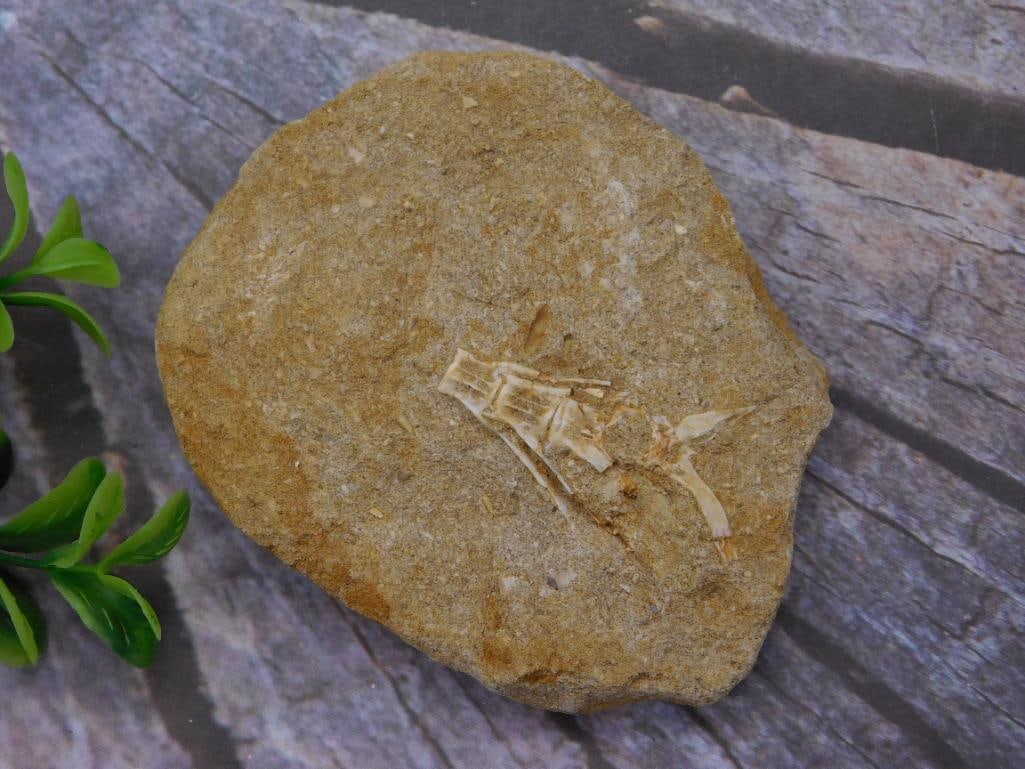 FOSSIL IN MATRIX ROCK STONE LAPIDARY SPECIMEN (1 of 2)