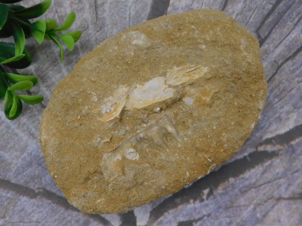 FOSSIL IN MATRIX ROCK STONE LAPIDARY SPECIMEN (1 of 2)