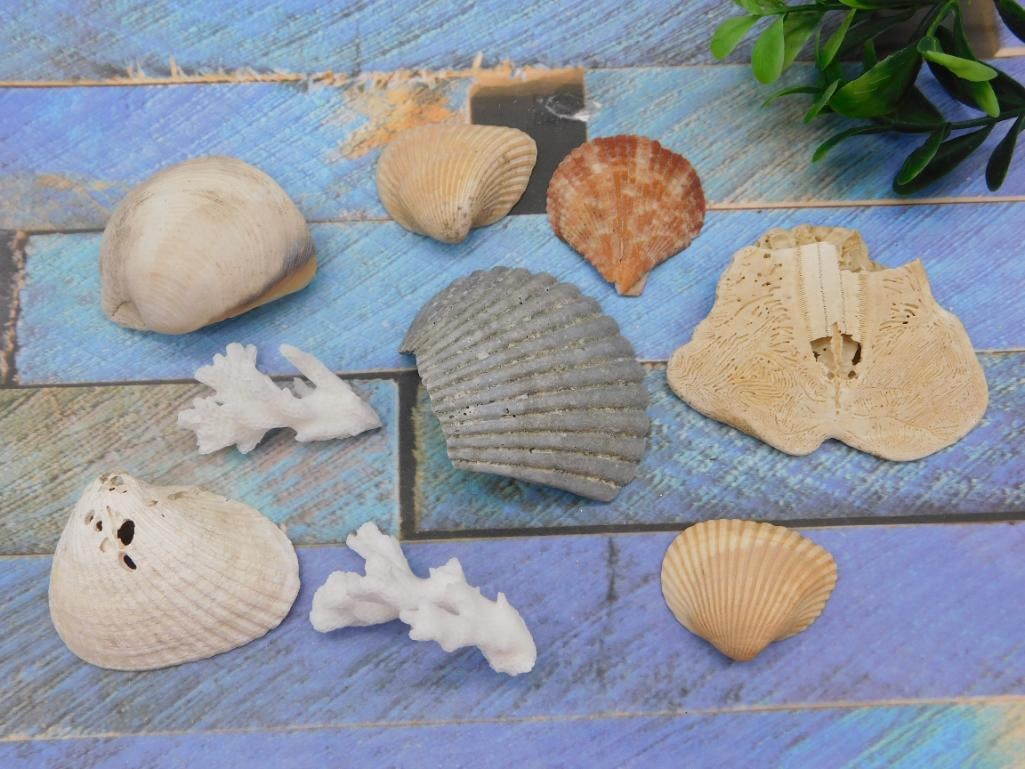 SEA SHELLS: WELCOME TO HATMAN AUCTIONS! SPECIAL NOTICE: Please see photos for measurements and descriptions. ***Yes, we have in house shipping with MANY REPEAT CUSTOMERS because of our streamlined service.