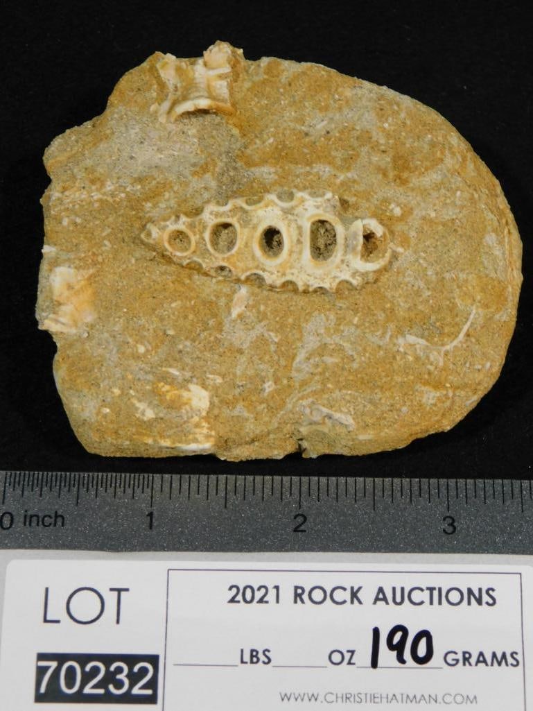FOSSIL IN MATRIX ROCK STONE LAPIDARY SPECIMEN - 2