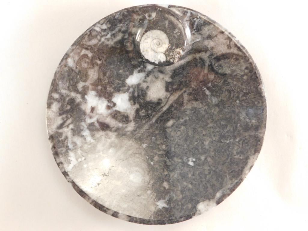 ORTHOCERAS TRAY ROCK STONE LAPIDARY SPECIMEN (1 of 2)