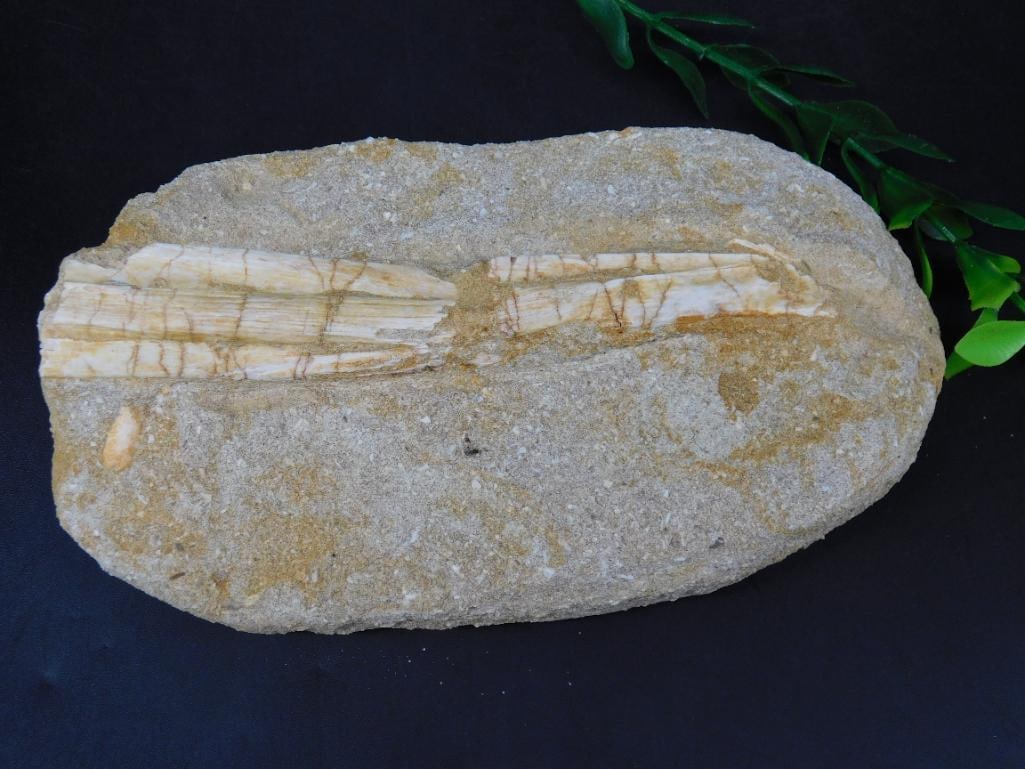 ENCHODUS FOSSIL ROCK STONE LAPIDARY SPECIMEN: Enchodus Fossil Rock Stone Lapidary Specimen ? Authentic estate find offered in our online auction. Perfect for collectors, resellers, and enthusiasts of vintage, antiques, minerals, rocks, crystals,