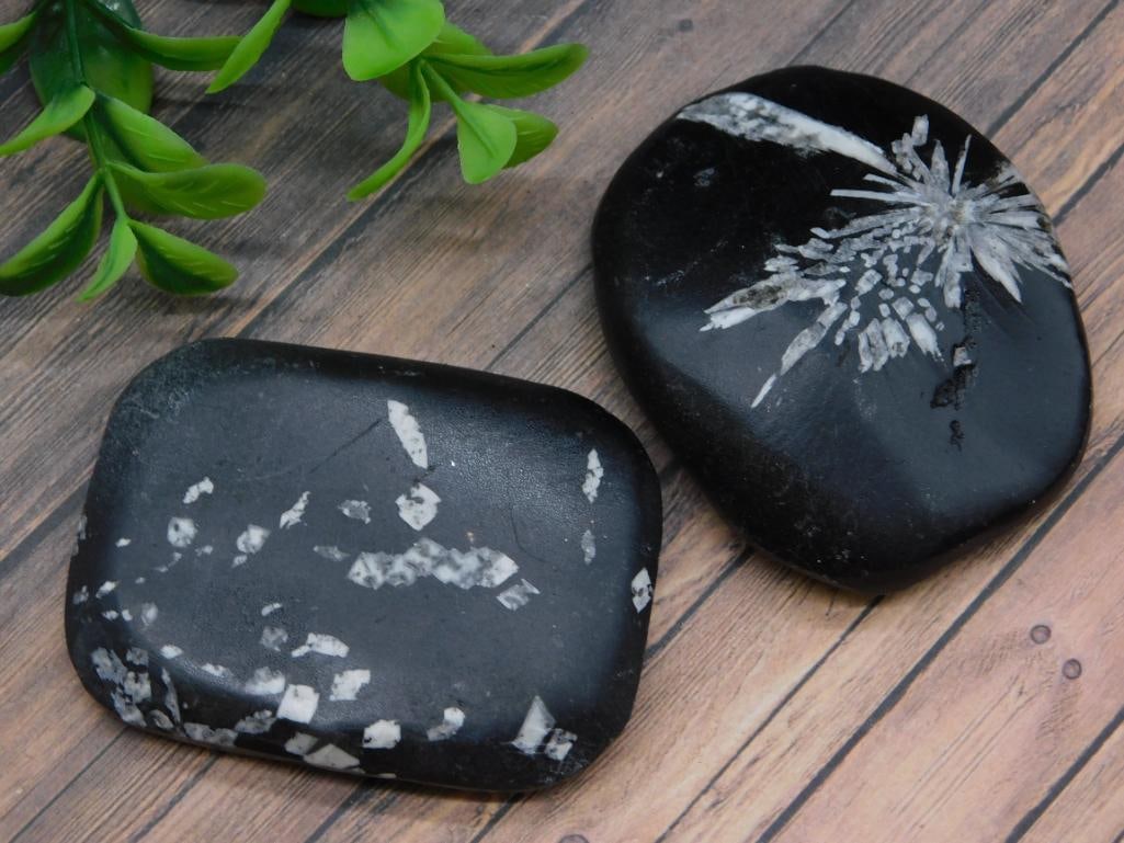 CHRYSANTHEMUM ROCK STONE LAPIDARY SPECIMEN: Chrysanthemum Rock Stone Lapidary Specimen ? Authentic estate find offered in our online auction. Perfect for collectors, resellers, and enthusiasts of vintage, antiques, minerals, rocks, crystals, je