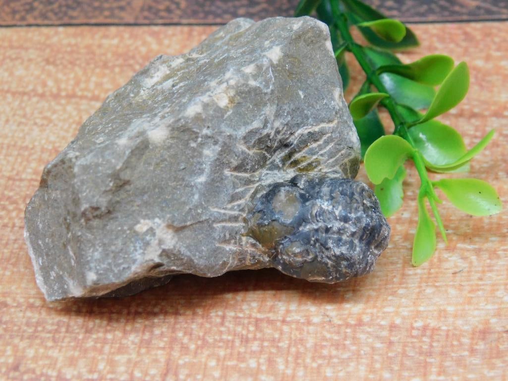 TRILOBITE ROCK STONE LAPIDARY SPECIMEN: Trilobite Rock Stone Lapidary Specimen ? Authentic estate find offered in our online auction. Perfect for collectors, resellers, and enthusiasts of vintage, antiques, minerals, rocks, crystals,