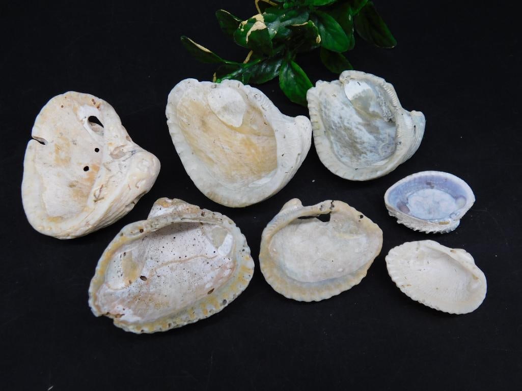 SEA SHELLS: Sea Shells ? Authentic estate find offered in our online auction. Perfect for collectors, resellers, and enthusiasts of vintage, antiques, minerals, rocks, crystals, jewelry, lapidary, and rare unique