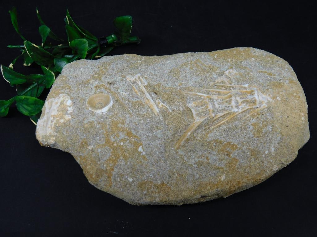 ENCHODUS FOSSIL ROCK STONE LAPIDARY SPECIMEN (1 of 2)