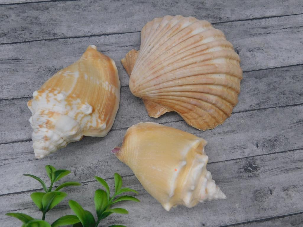 SEA SHELLS: Sea Shells ? Authentic estate find offered in our online auction. Perfect for collectors, resellers, and enthusiasts of vintage, antiques, minerals, rocks, crystals, jewelry, lapidary, and rare unique