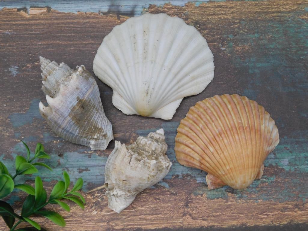 SEA SHELLS: Sea Shells ? Authentic estate find offered in our online auction. Perfect for collectors, resellers, and enthusiasts of vintage, antiques, minerals, rocks, crystals, jewelry, lapidary, and rare unique