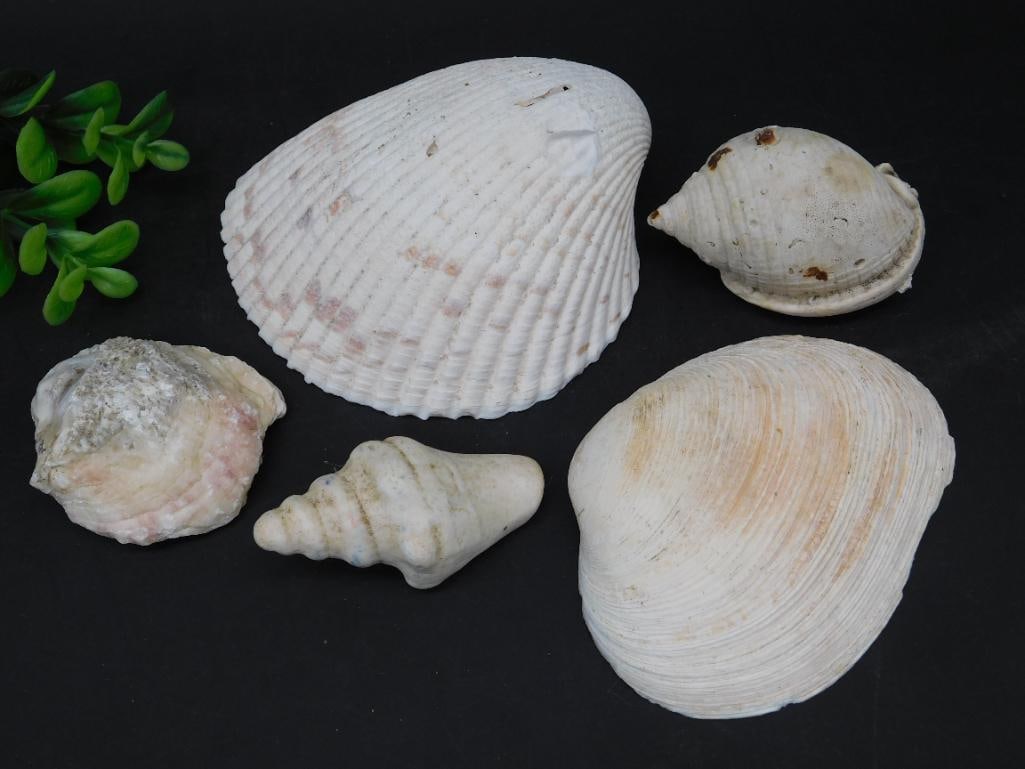 SEA SHELLS: Sea Shells ? Authentic estate find offered in our online auction. Perfect for collectors, resellers, and enthusiasts of vintage, antiques, minerals, rocks, crystals, jewelry, lapidary, and rare unique