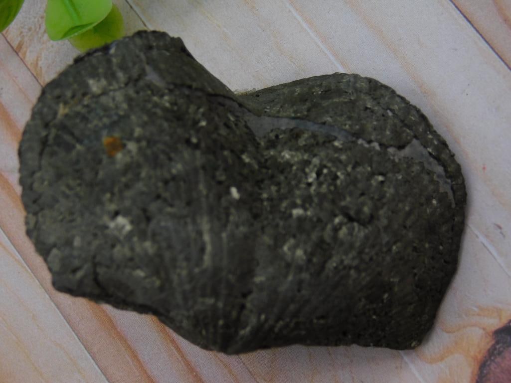 Fossilized Brachiopod Specimen for Auction: Fossilized Brachiopod Specimen For Auction ? Authentic estate find offered in our online auction. Perfect for collectors, resellers, and enthusiasts of vintage, antiques, minerals, rocks, crystals, je