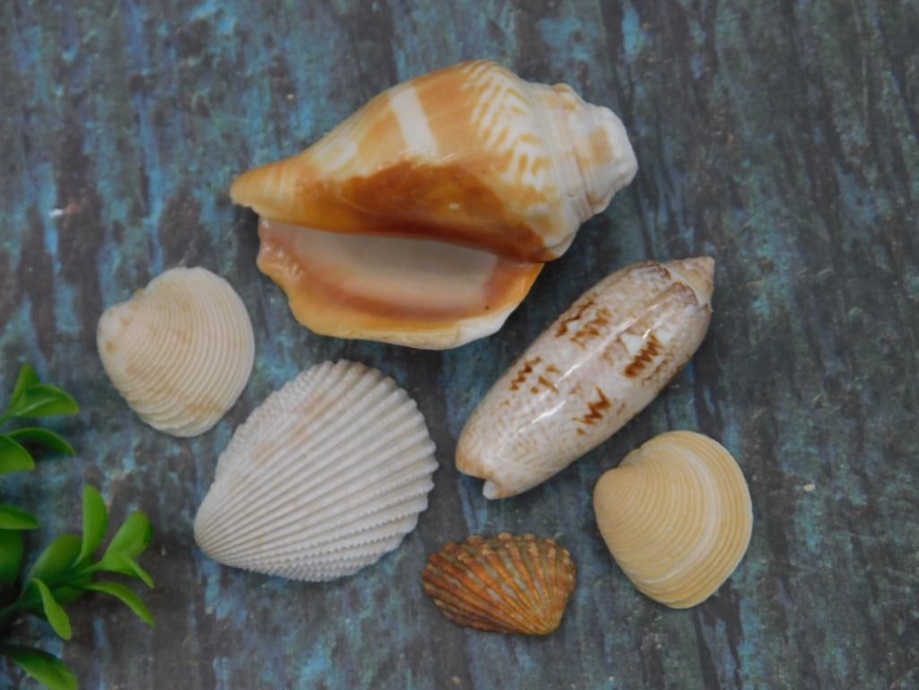 Varied Sea Shells on Textured Surface: Varied Sea Shells On Textured Surface ? Authentic estate find offered in our online auction. Perfect for collectors, resellers, and enthusiasts of vintage, antiques, minerals, rocks, crystals, jewelry