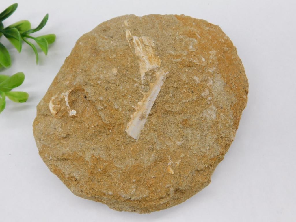 Fossilized Fish Jaw in Sandstone Matrix Rock Stone Lapidary Specimen: Fossilized Fish Jaw In Sandstone Matrix Rock Stone Lapidary Specimen ? Authentic estate find offered in our online auction. Perfect for collectors, resellers, and enthusiasts of vintage, antiques, min